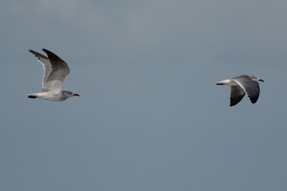 Laughing Gull - ML193544721