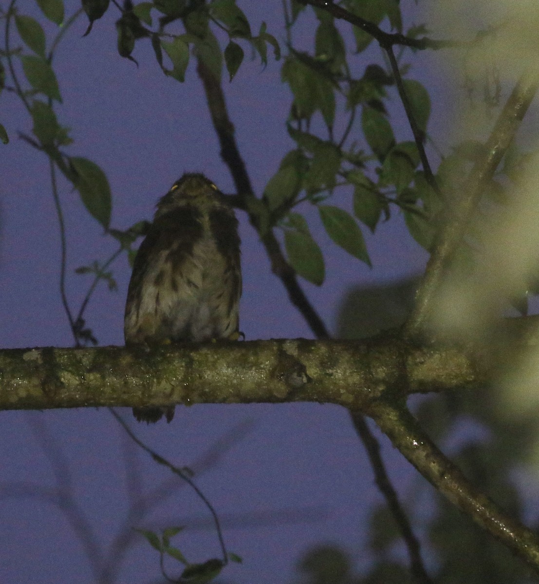 Cloud-forest Pygmy-Owl - ML193545711