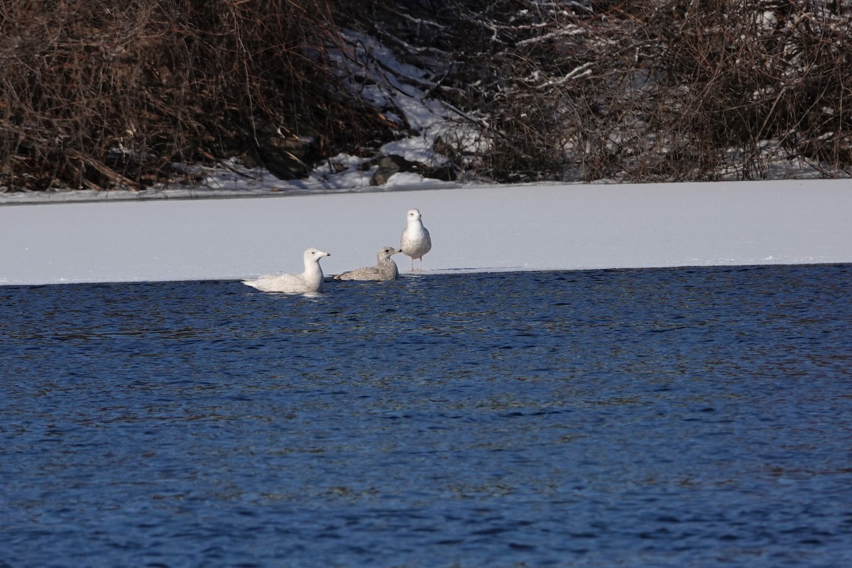 Glaucous Gull - ML193546591