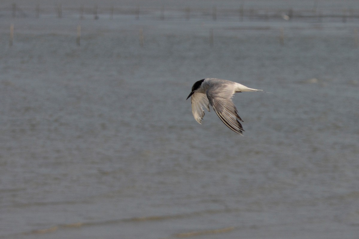 Common Tern - ML193547321