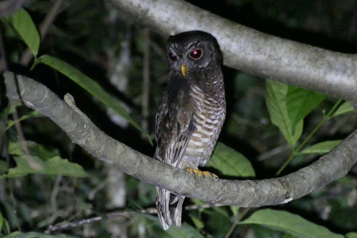 African Wood-Owl - ML193547671