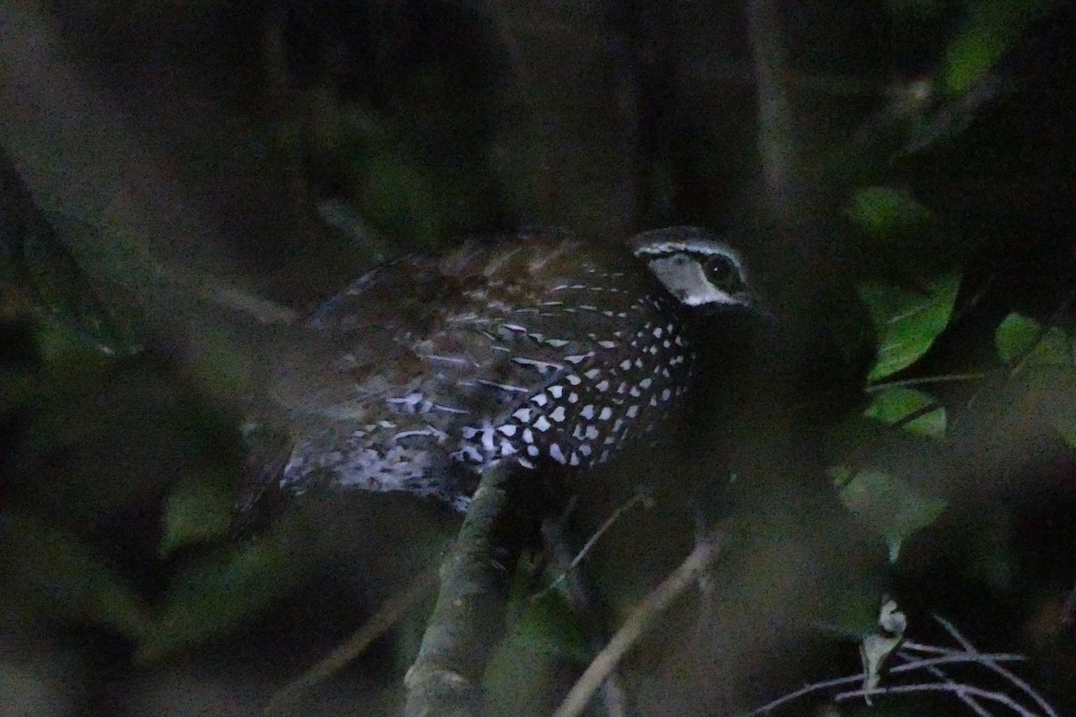 Latham's Francolin - Peter Kaestner