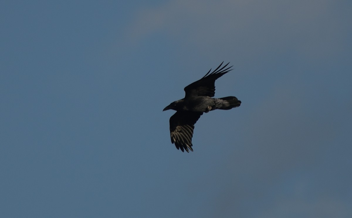 Common Raven - ML193548351