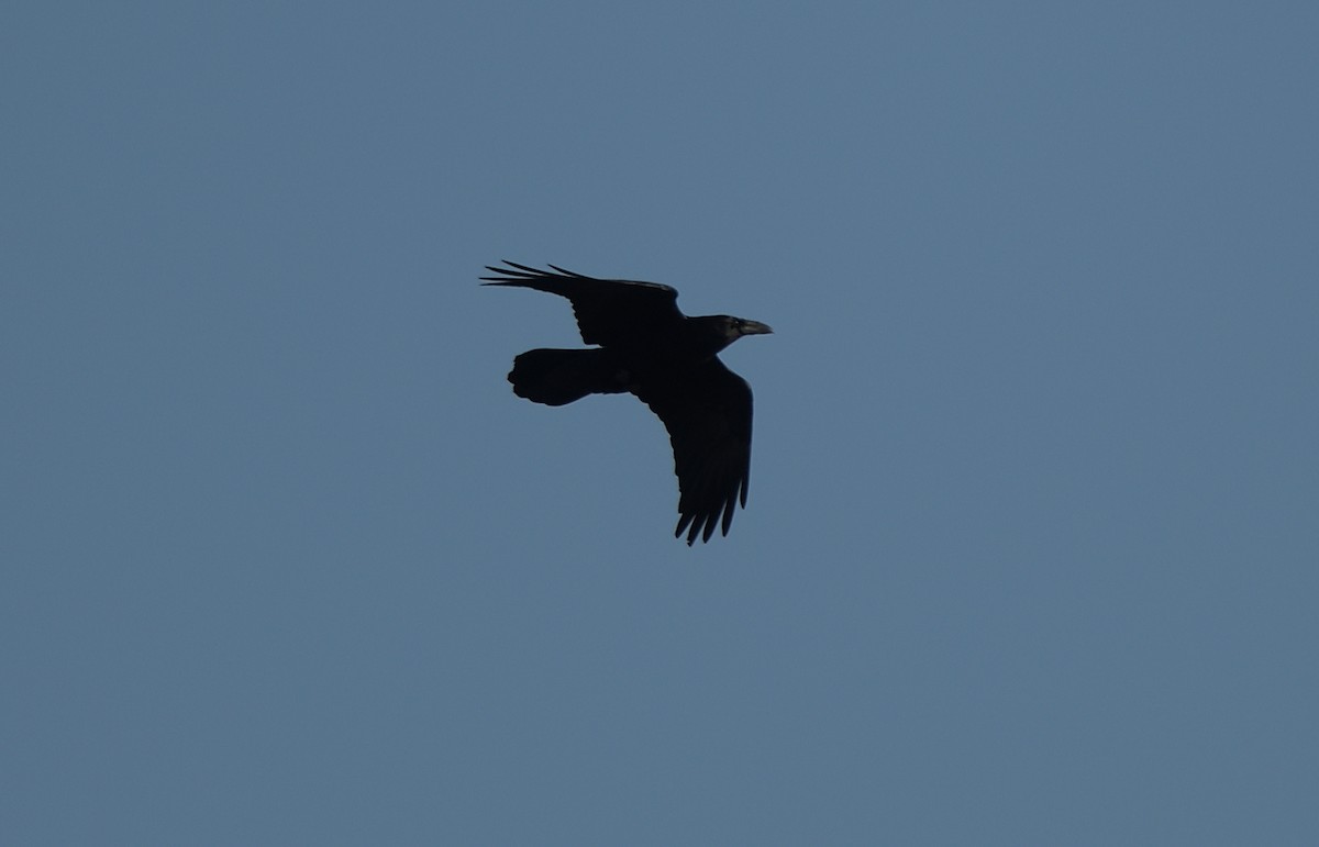 Common Raven - ML193548371