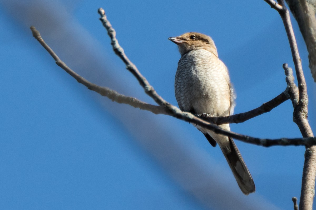Northern Shrike - ML193548891