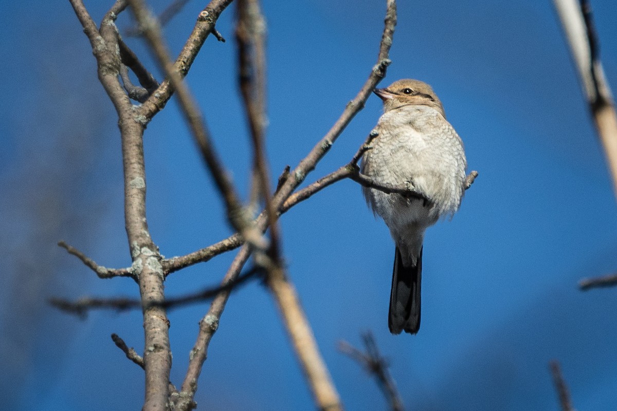 Northern Shrike - ML193548911