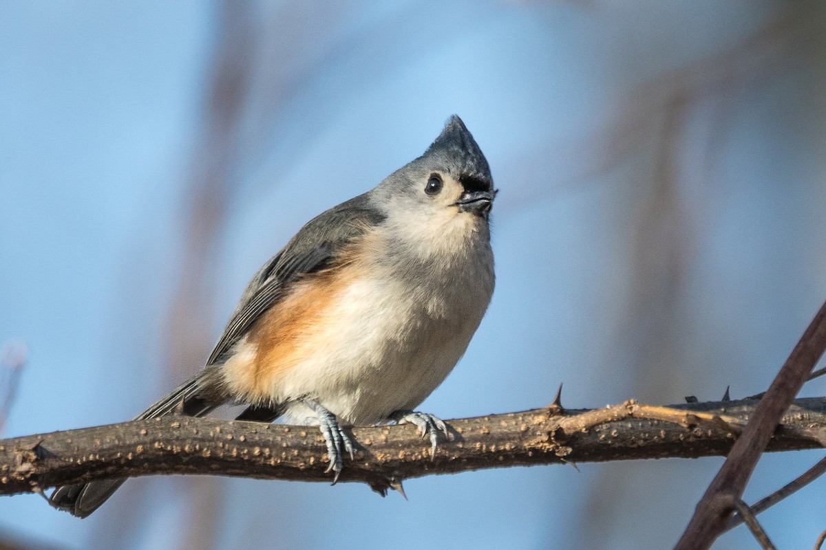Tufted Titmouse - ML193548951