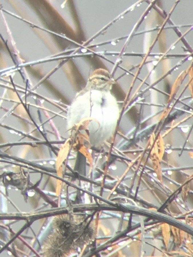 Chipping Sparrow - ML193549581
