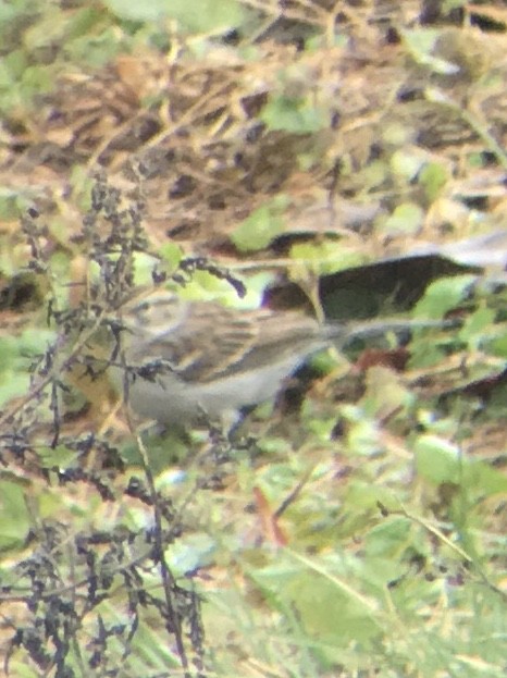 Chipping Sparrow - ML193549591