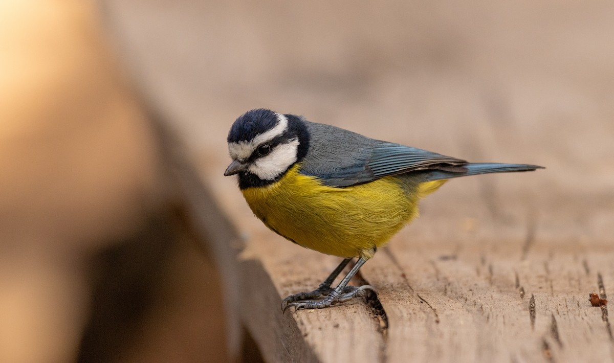 African Blue Tit - Fernando Enrique Navarrete