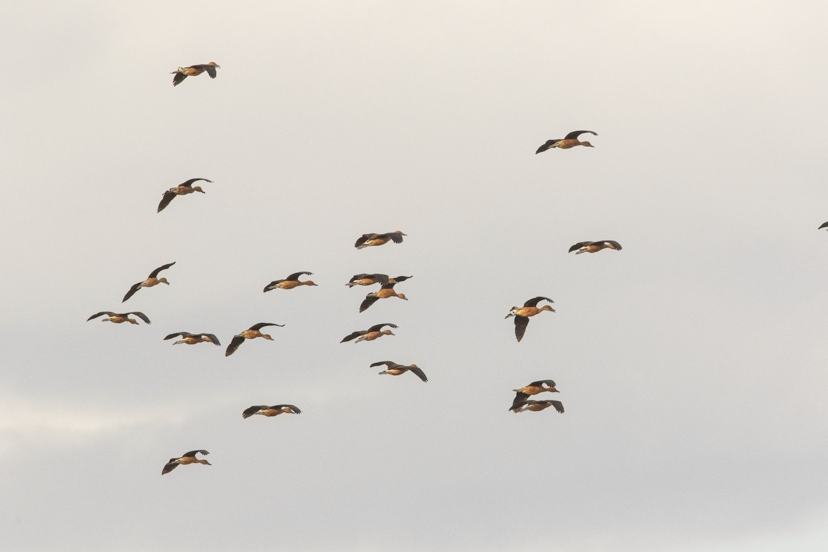 Fulvous Whistling-Duck - ML193552301