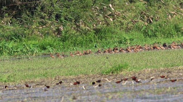 アカリュウキュウガモ - ML193552451