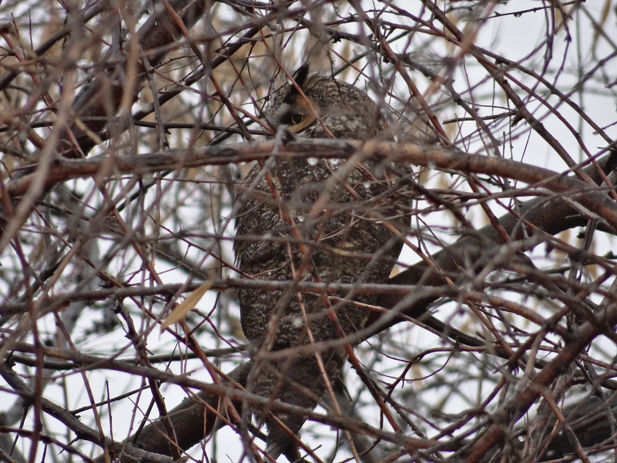 Long-eared Owl - ML193553131