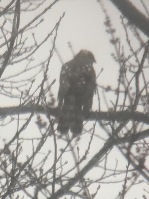 Red-shouldered Hawk - ML193553721
