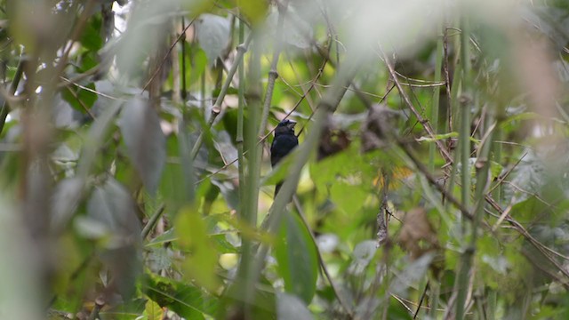 Blue-black Grosbeak - ML193555361