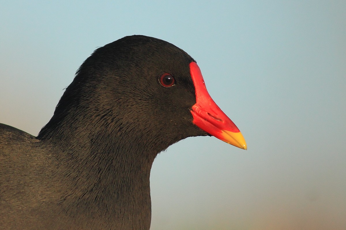 Eurasian Moorhen - Grzegorz Burkowski