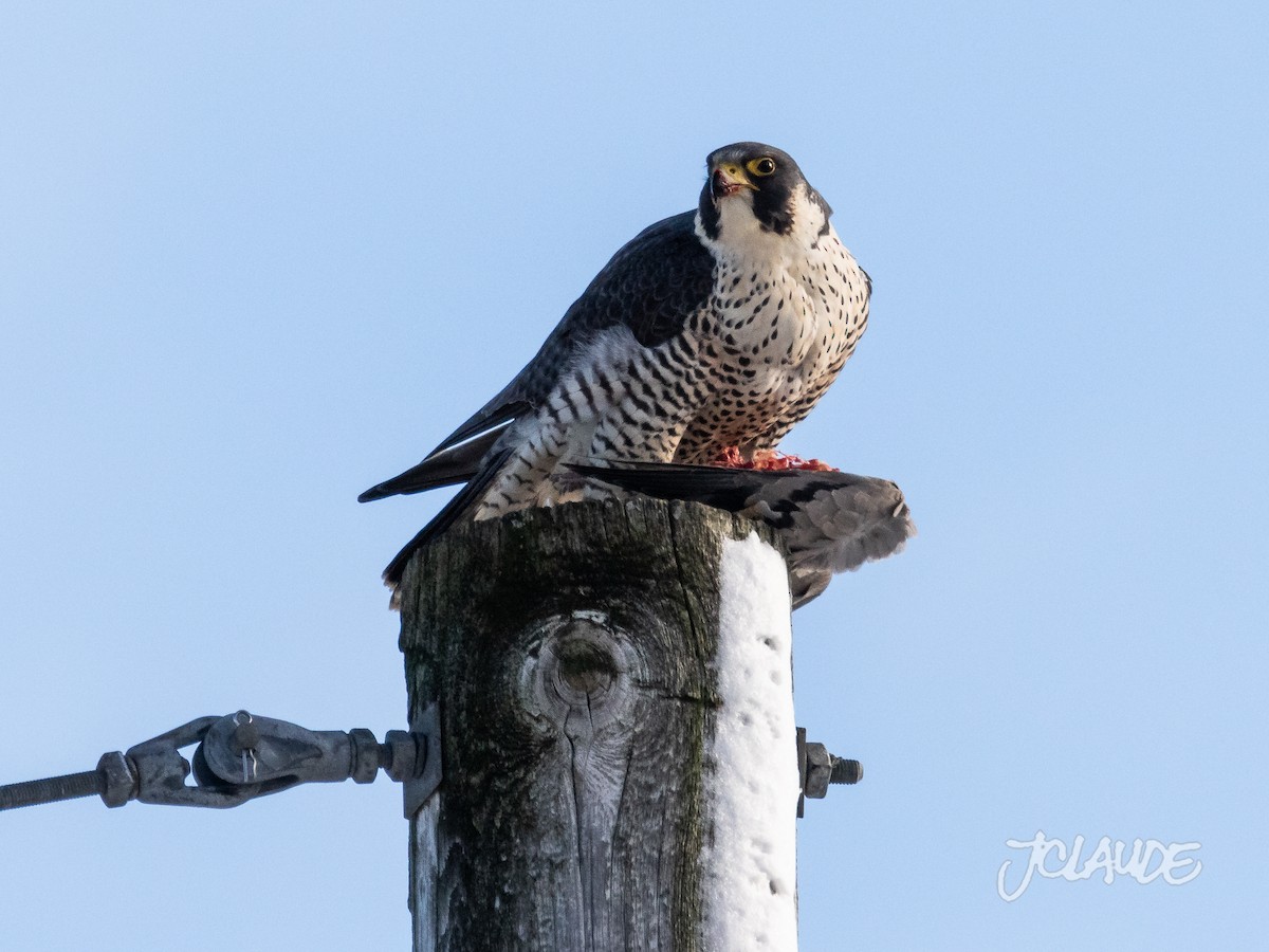 Эгэл шонхор - ML193555581