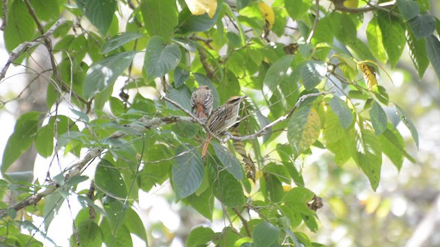 Streaked Flycatcher - ML193555641