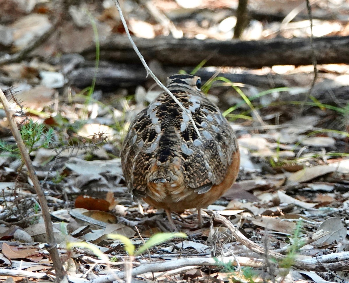 American Woodcock - Celeste Treadway