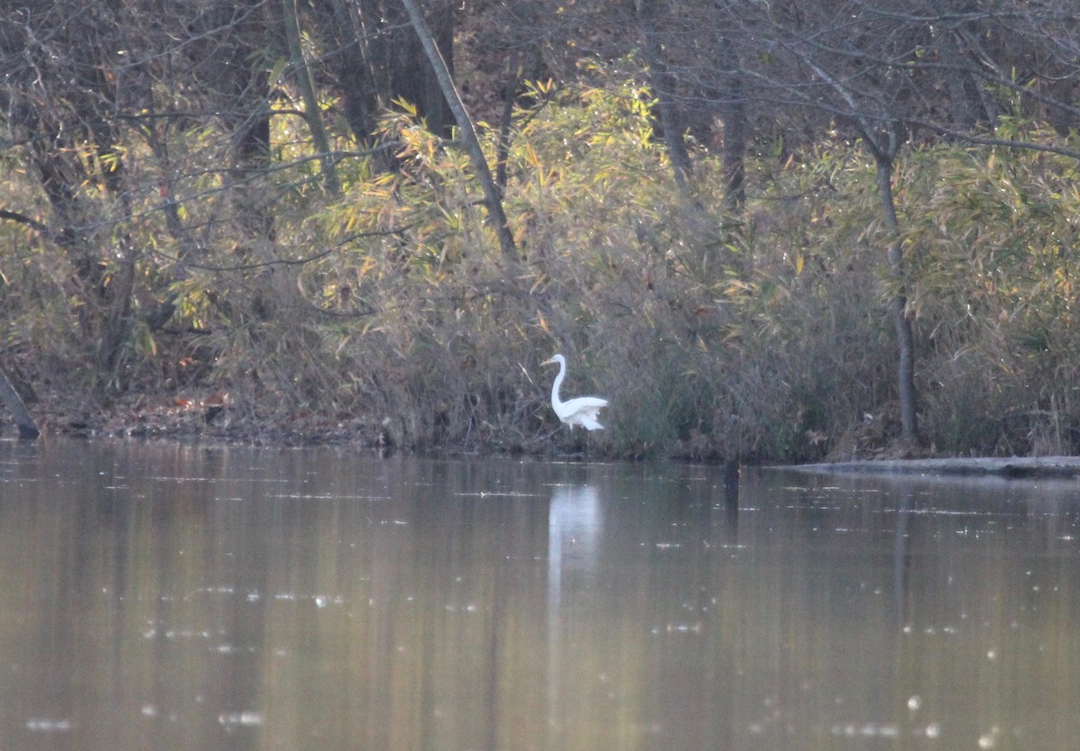 Great Egret - ML193558791