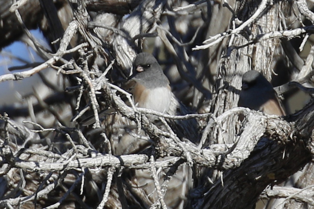 Dark-eyed Junco - ML193559721