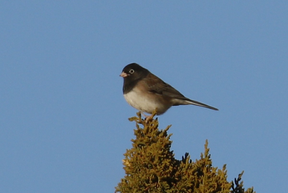 Dark-eyed Junco - ML193559821