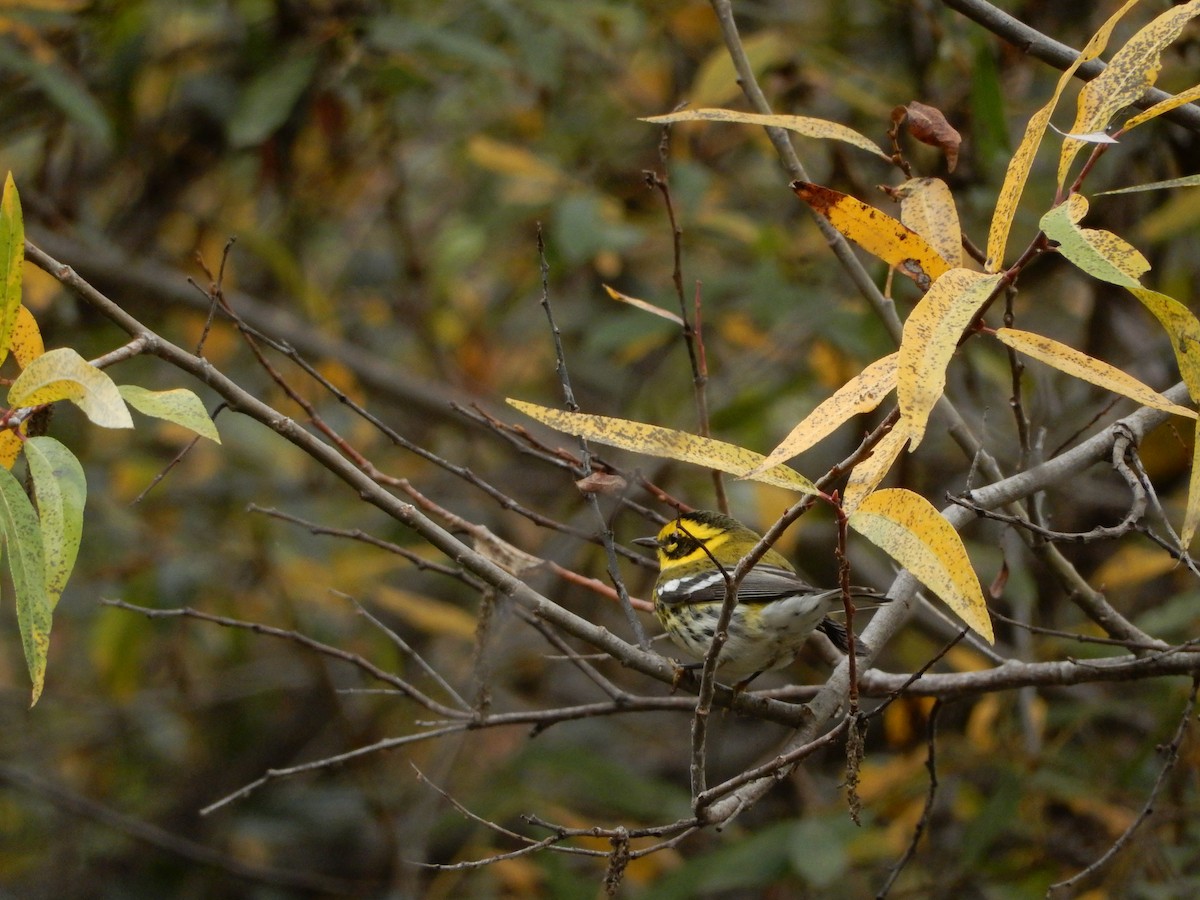 Townsend's Warbler - ML193560741