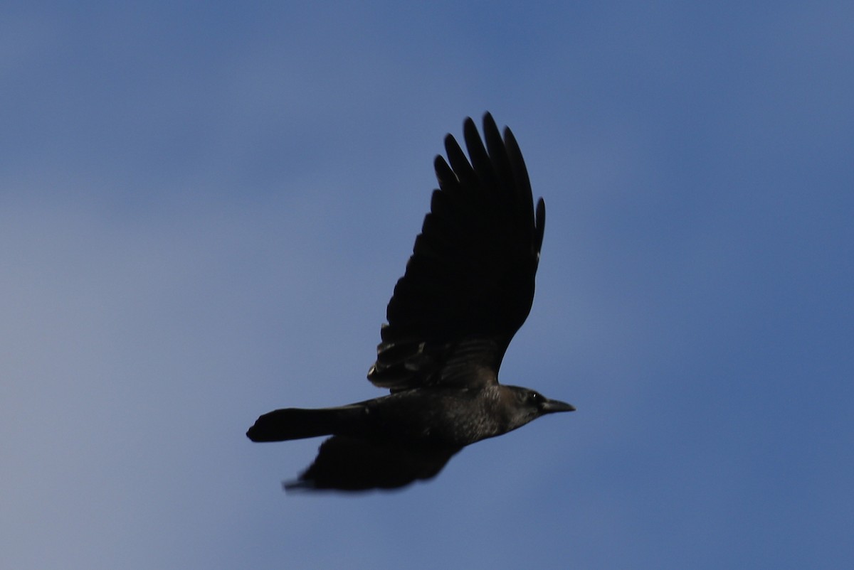 American Crow - ML193560981