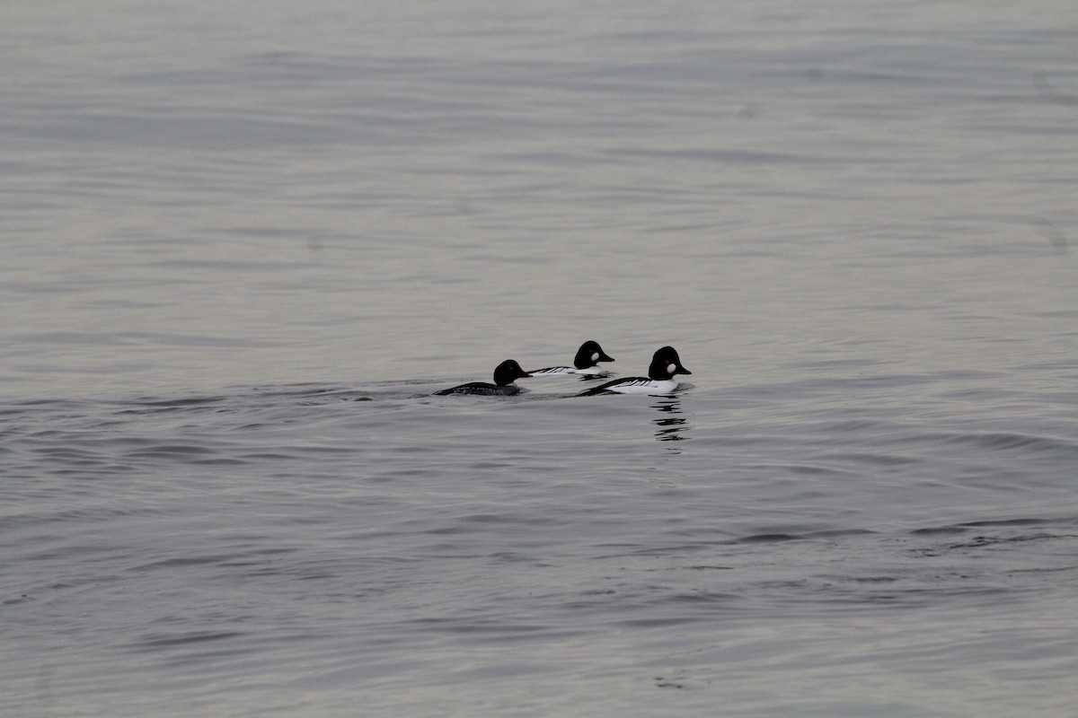 Common Goldeneye - ML193562281