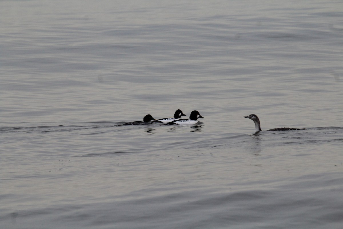 Common Goldeneye - ML193562371