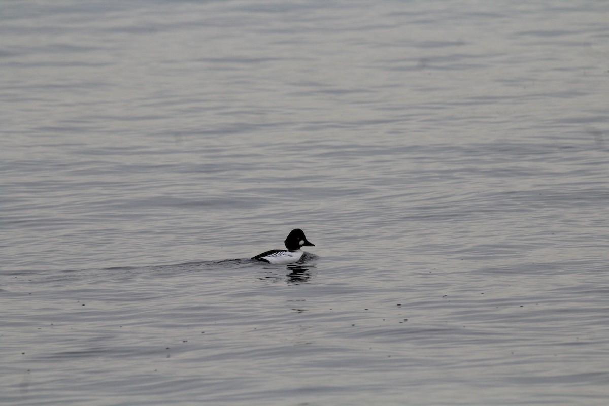 Common Goldeneye - ML193562451