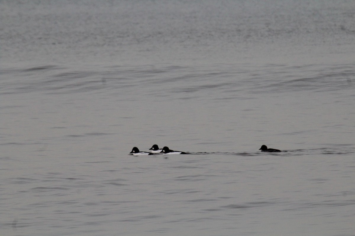 Common Goldeneye - ML193565481