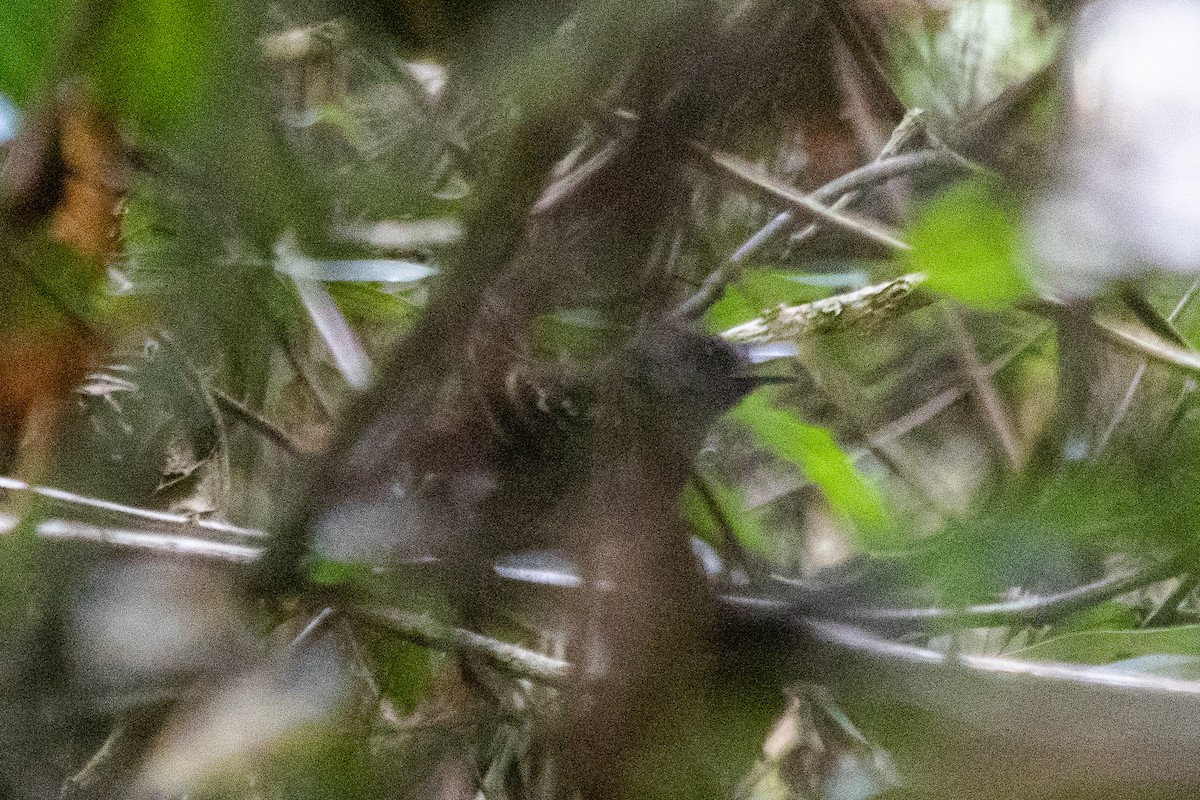 Scalloped Antbird - ML193566771