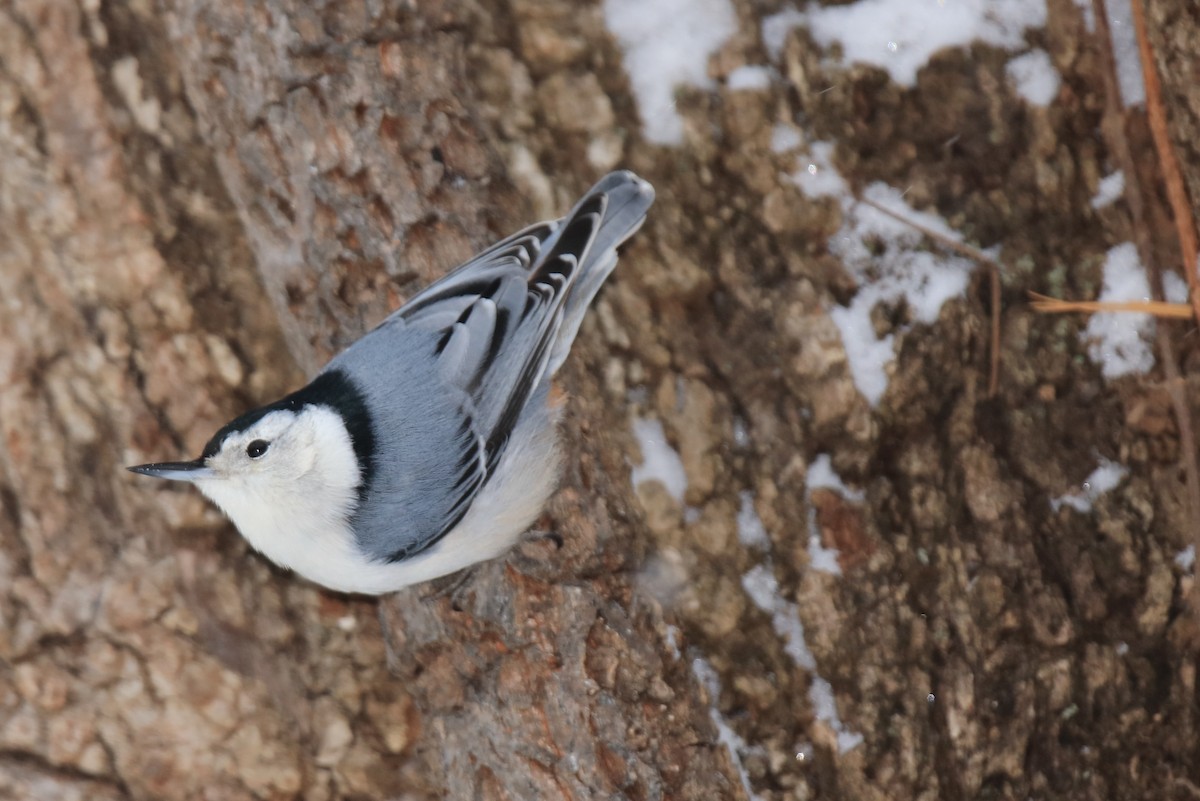 White-breasted Nuthatch - ML193566851