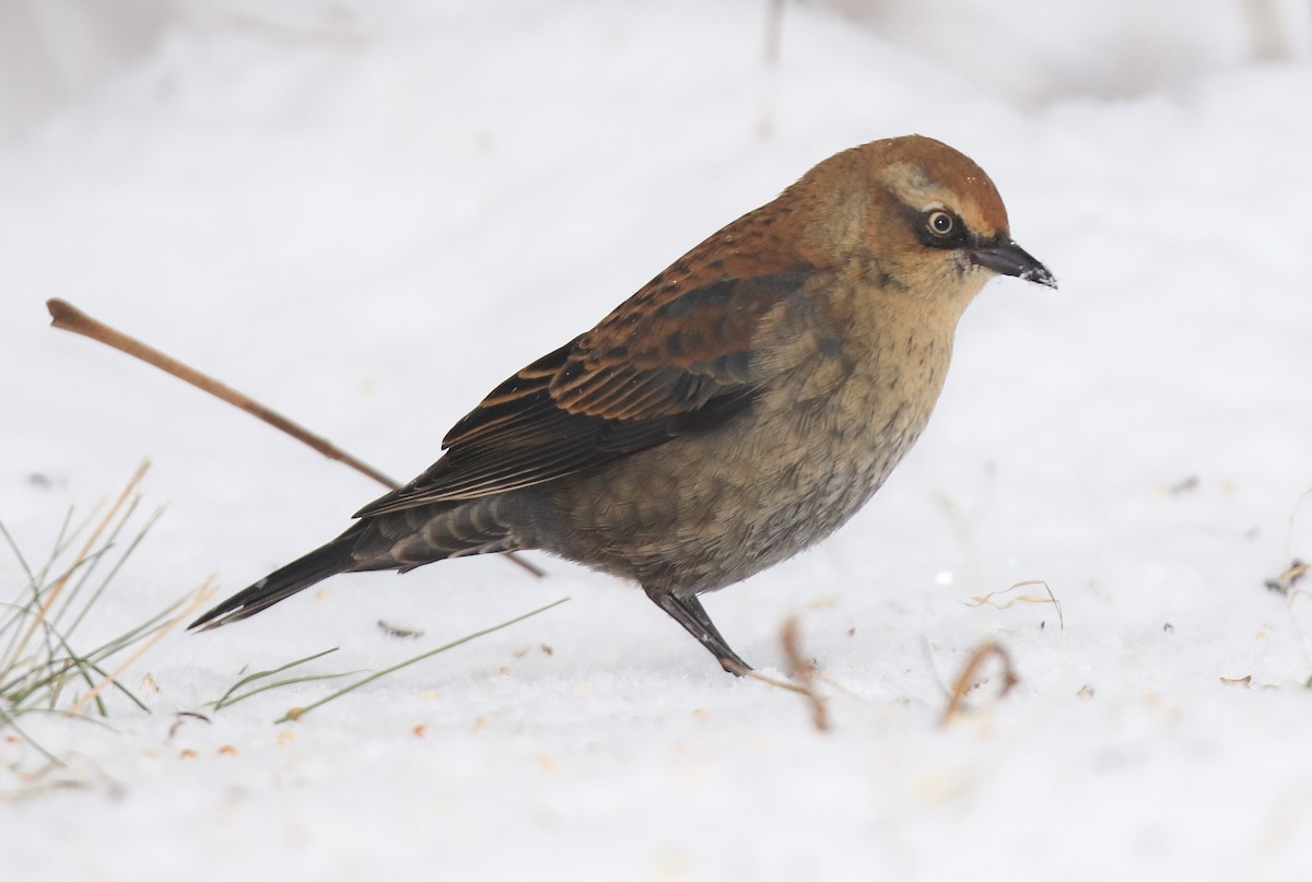 Rusty Blackbird - William Baldridge