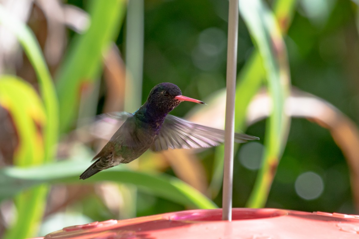 White-chinned Sapphire - ML193567401