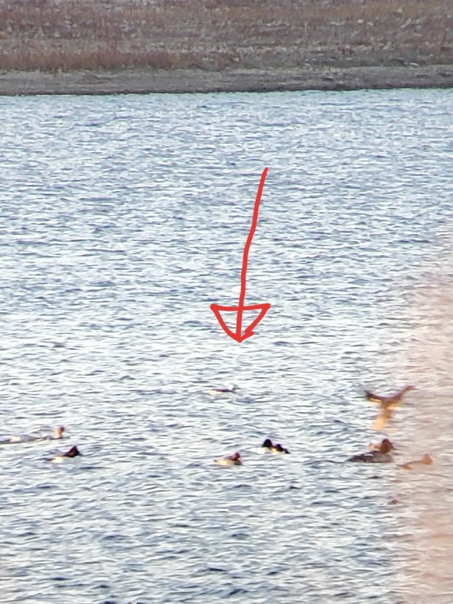 Long-tailed Duck - Adam Vesely