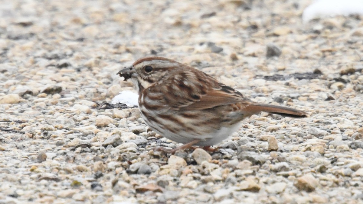 Song Sparrow - ML193568951