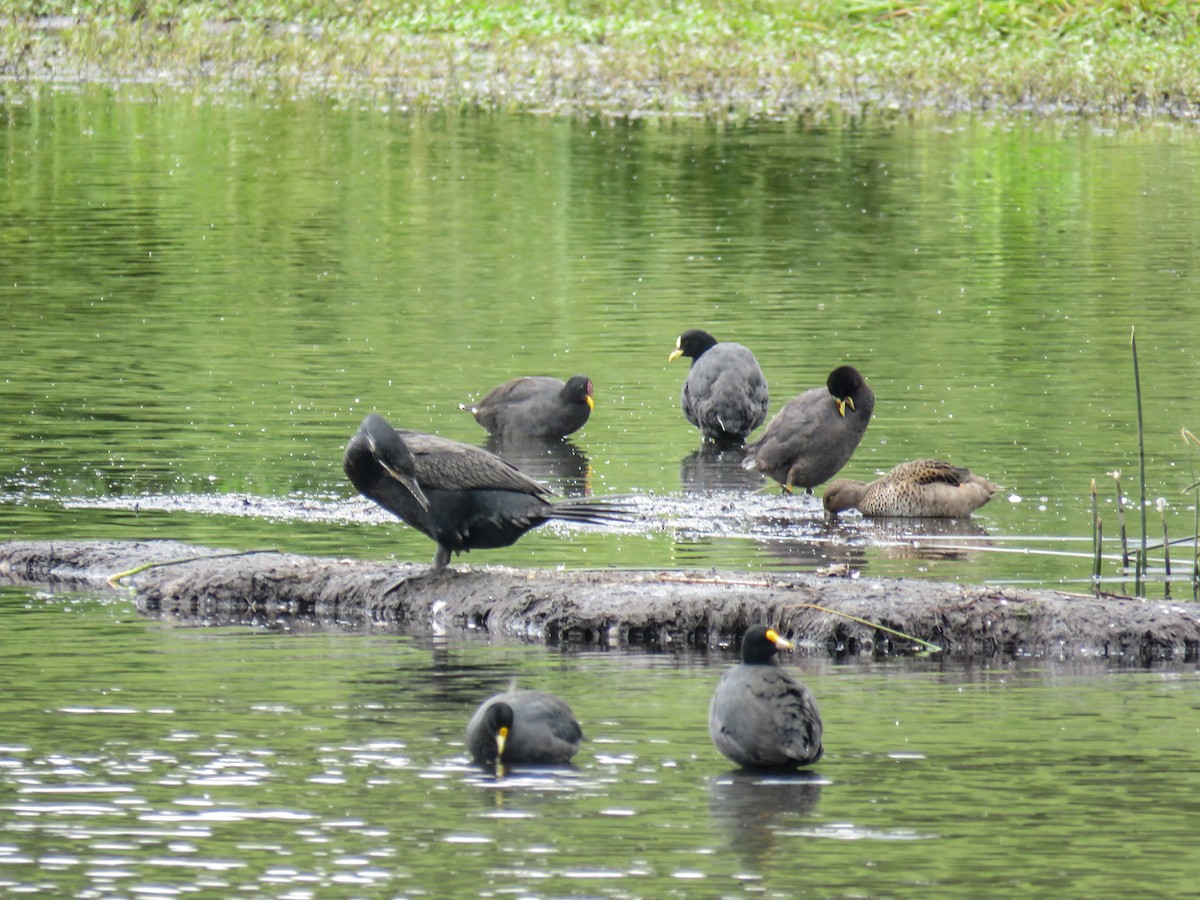 Red-fronted Coot - ML193571071