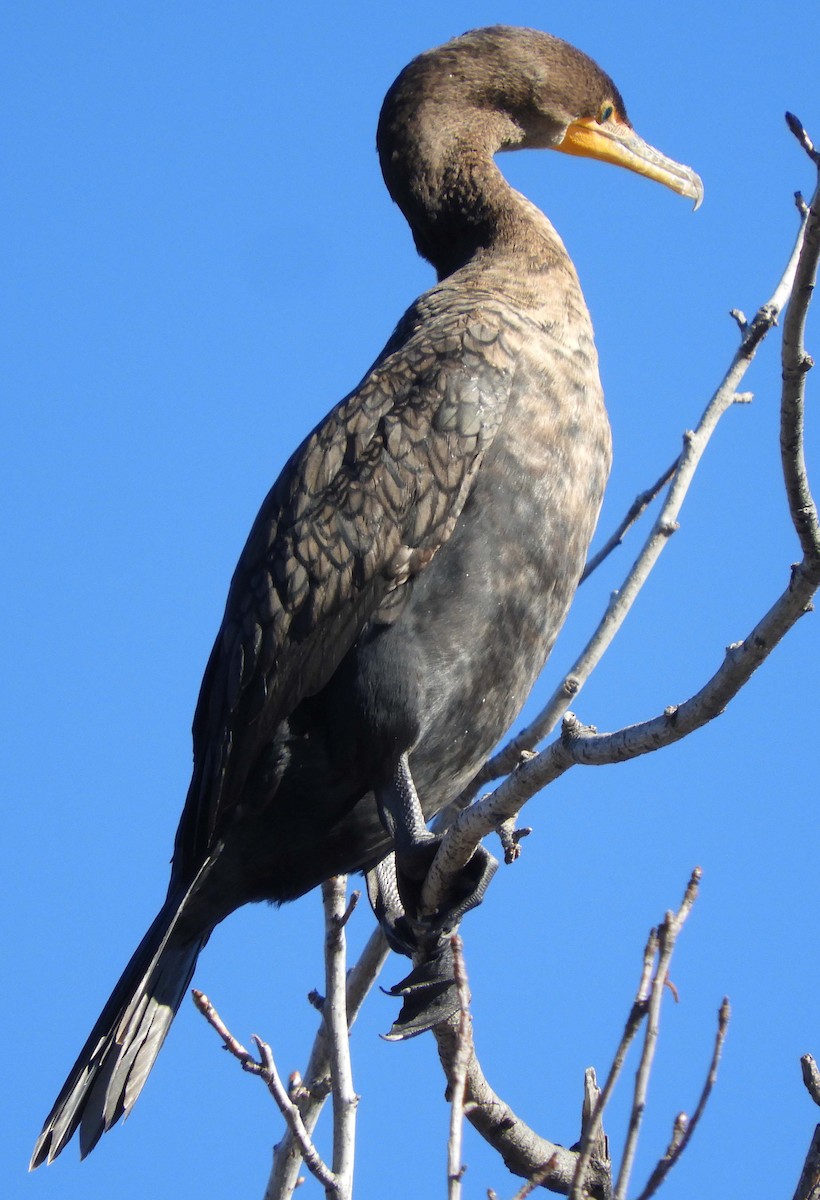 Double-crested Cormorant - ML193572961