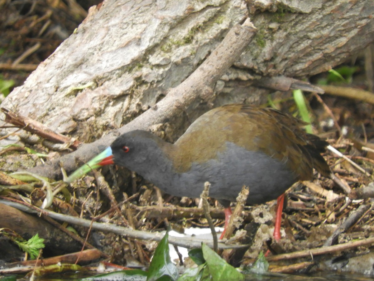 Plumbeous Rail - ML193573351