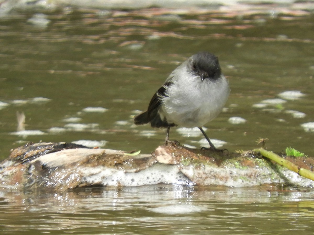 Torrent Tyrannulet - Cliff Cordy