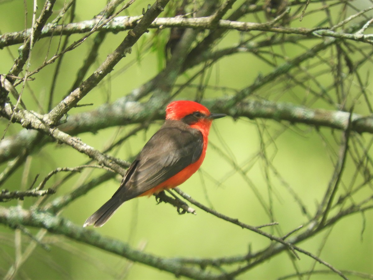 Vermilion Flycatcher - ML193573601