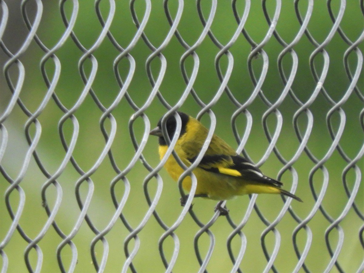 Hooded Siskin - ML193573681