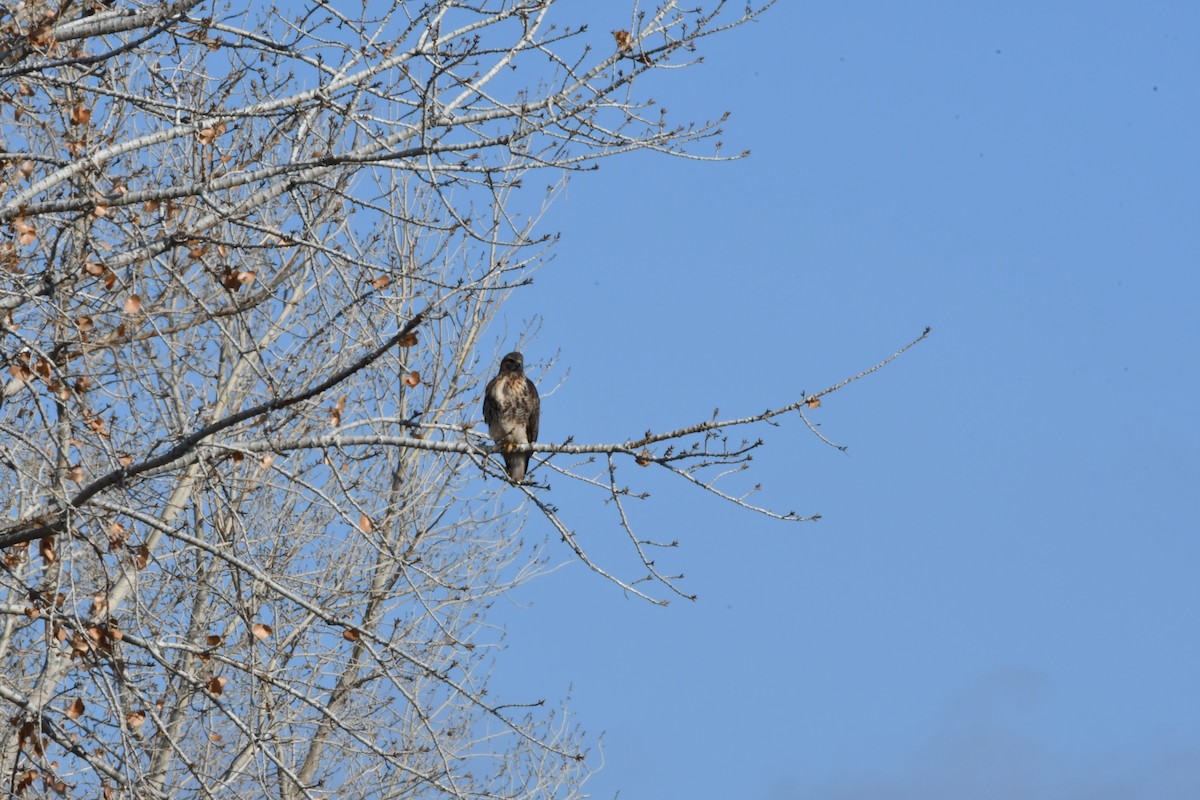 hawk sp. - ML193574571