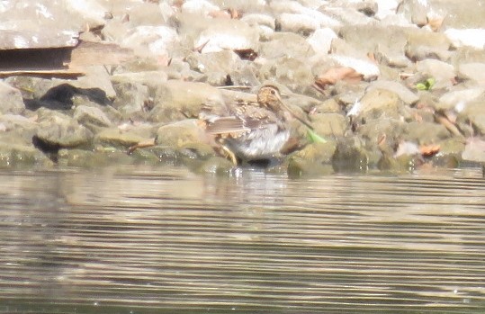 Latham's Snipe - ML193575281