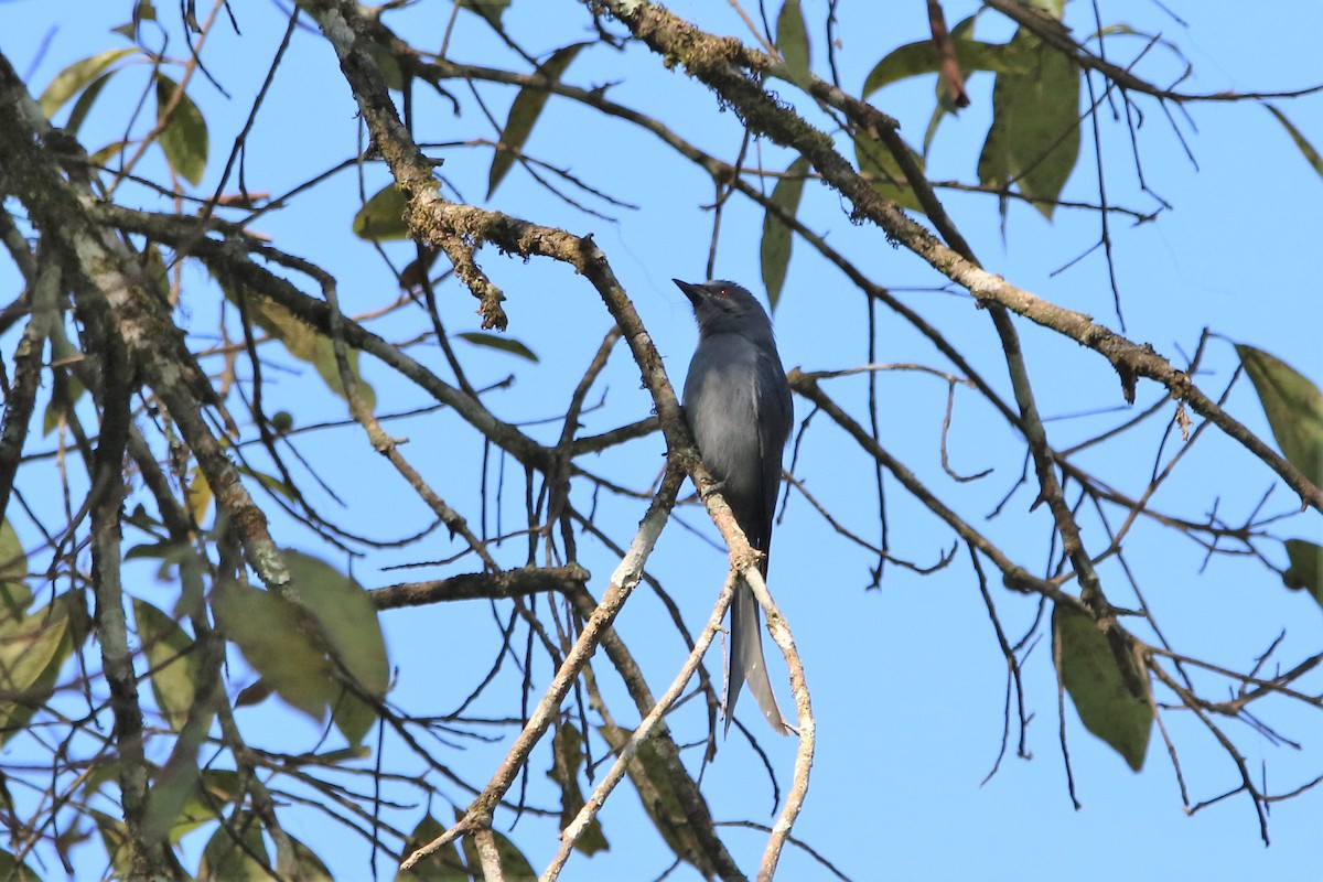 Ashy Drongo - ML193576071