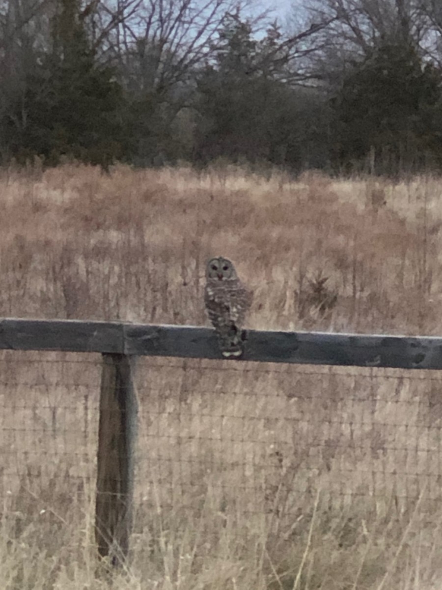 Barred Owl - ML193578151