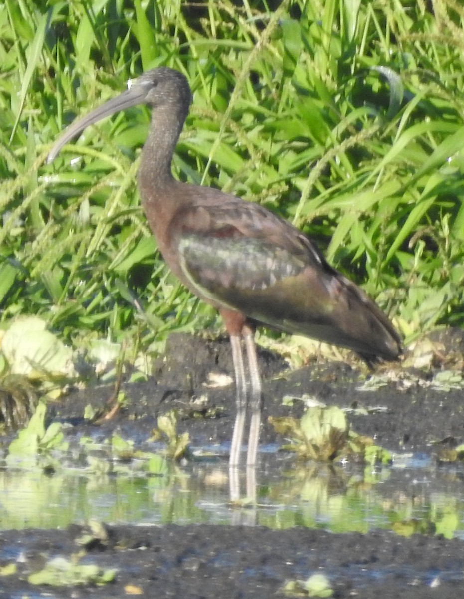 Glossy Ibis - ML193578551