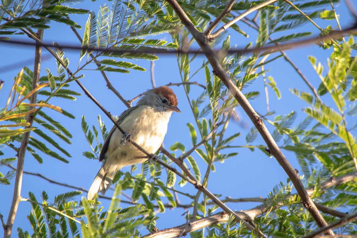 Gray-eyed Greenlet - ML193579061